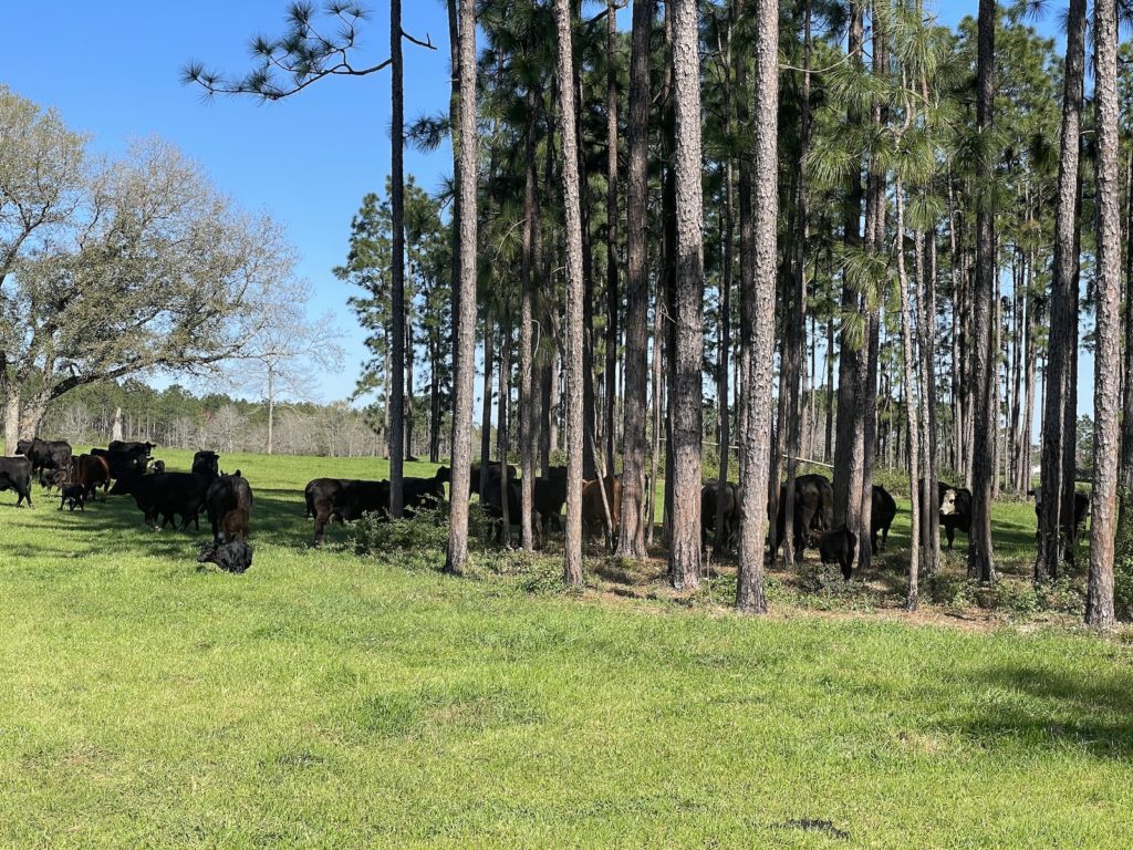 beef cattle now on the gulf coast