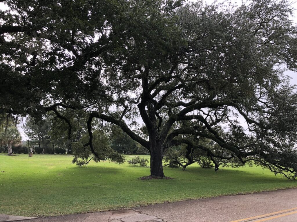 southern live oak tree