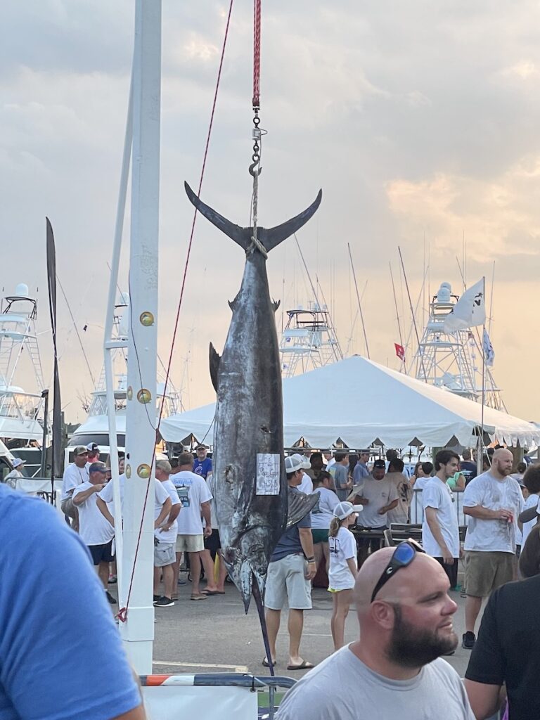 bill fish contest