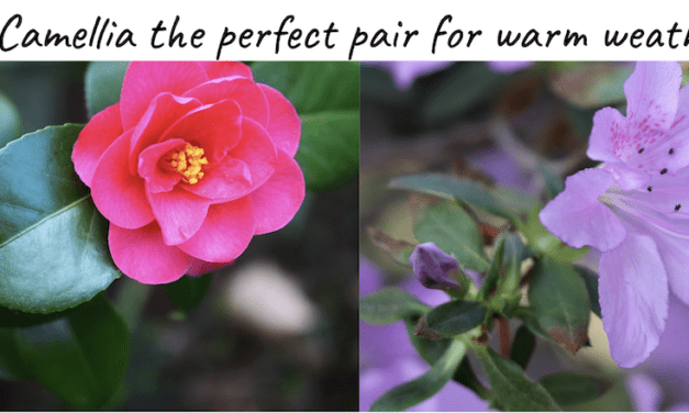 The Best Flowers: Azaleas and Camellias Green Year Around