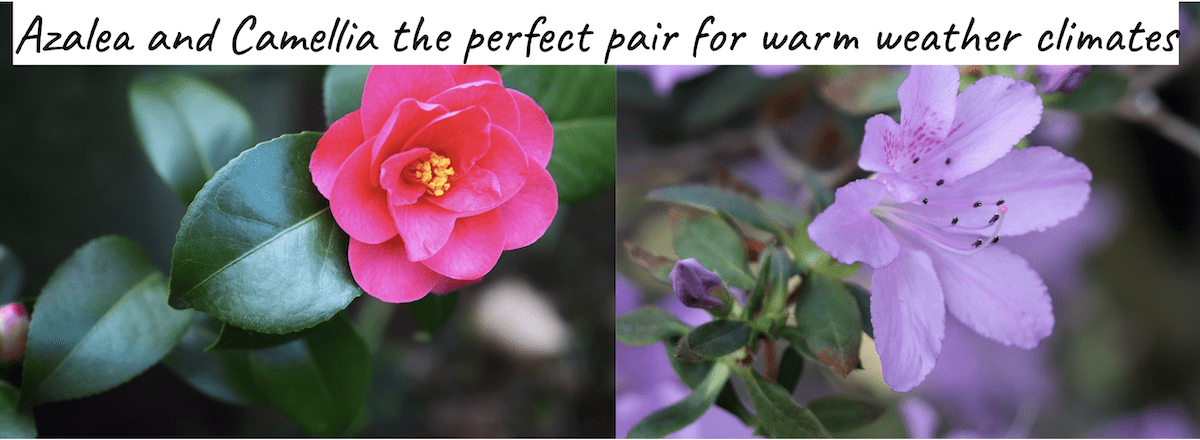 The Best Flowers: Azaleas and Camellias Green Year Around