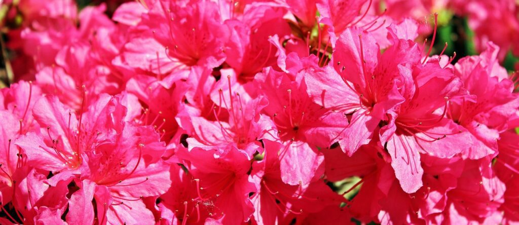 Azaleas produce many flowers in clusters