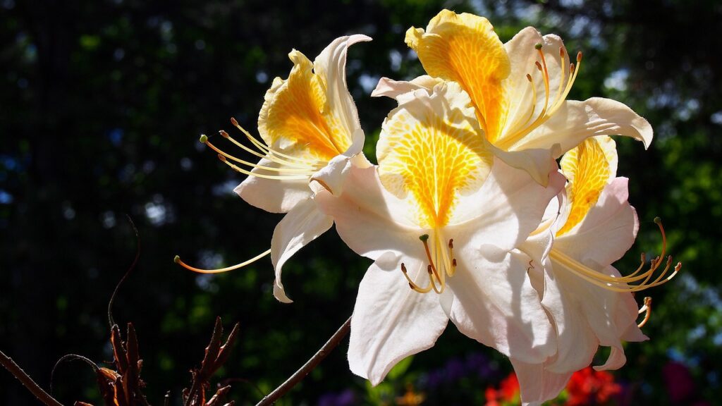 Azaleas have the most complex flowers