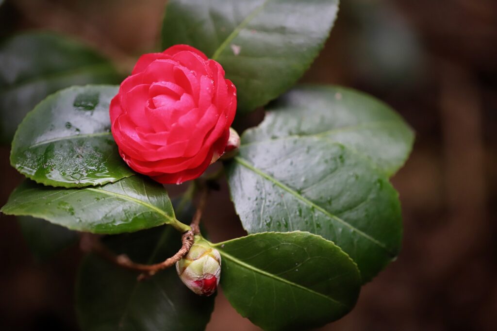 camellia flower