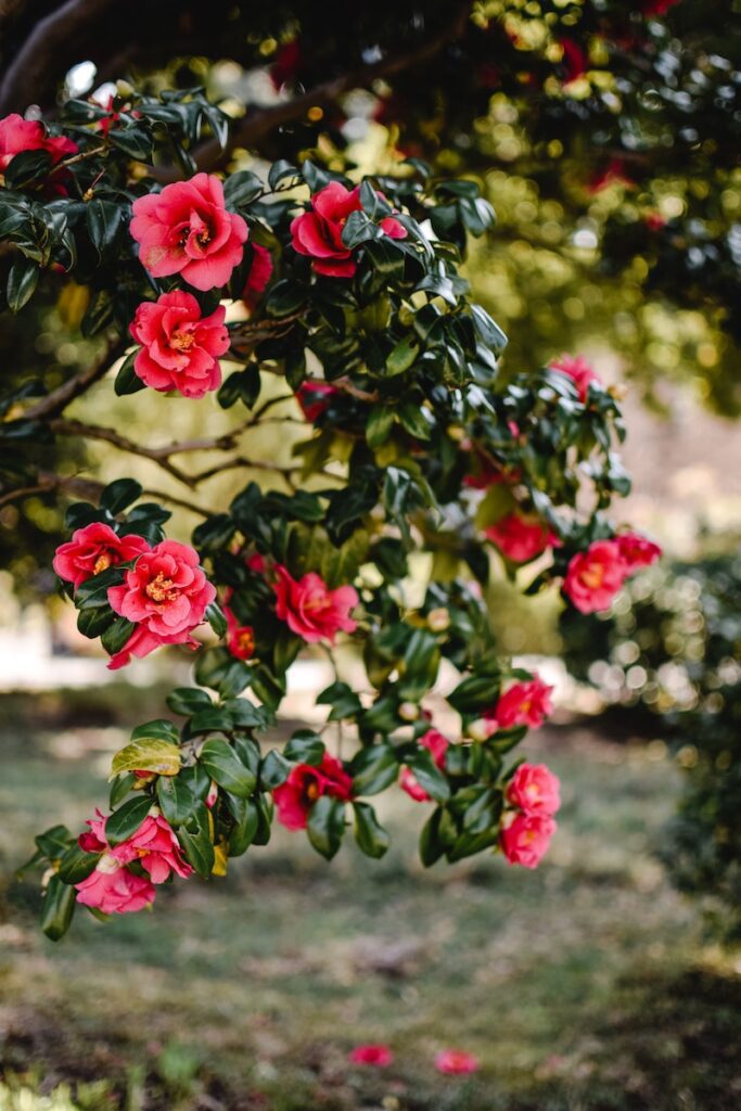 camellias are a bush that grows like trees