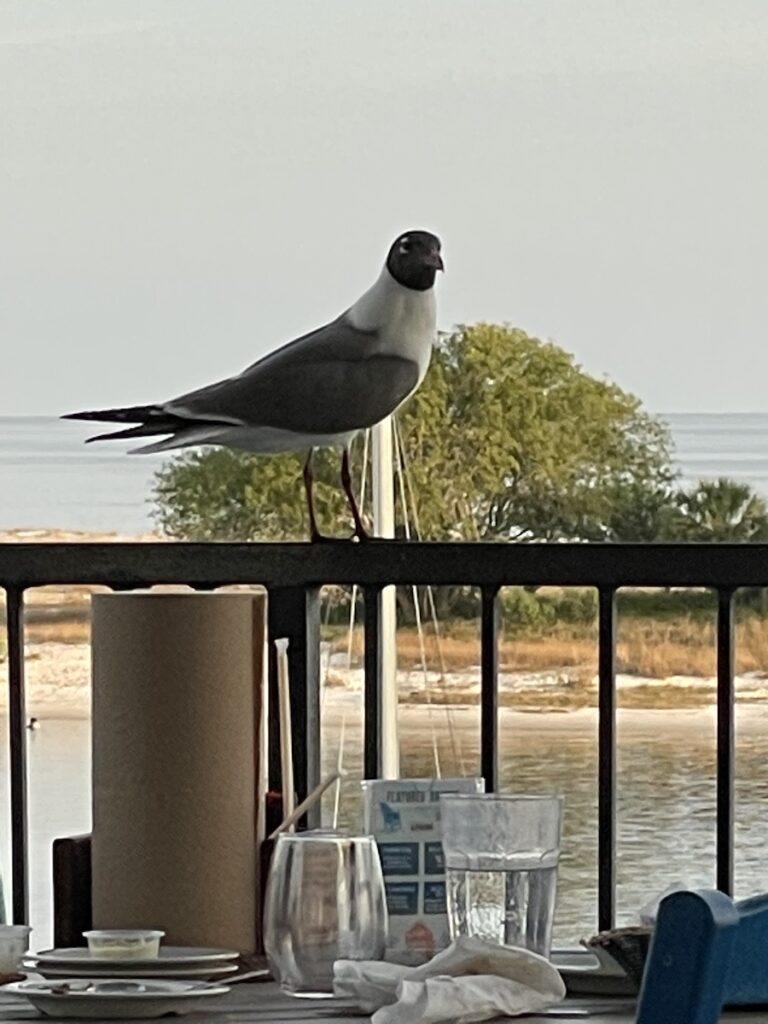 Least Tern at Deer Island 