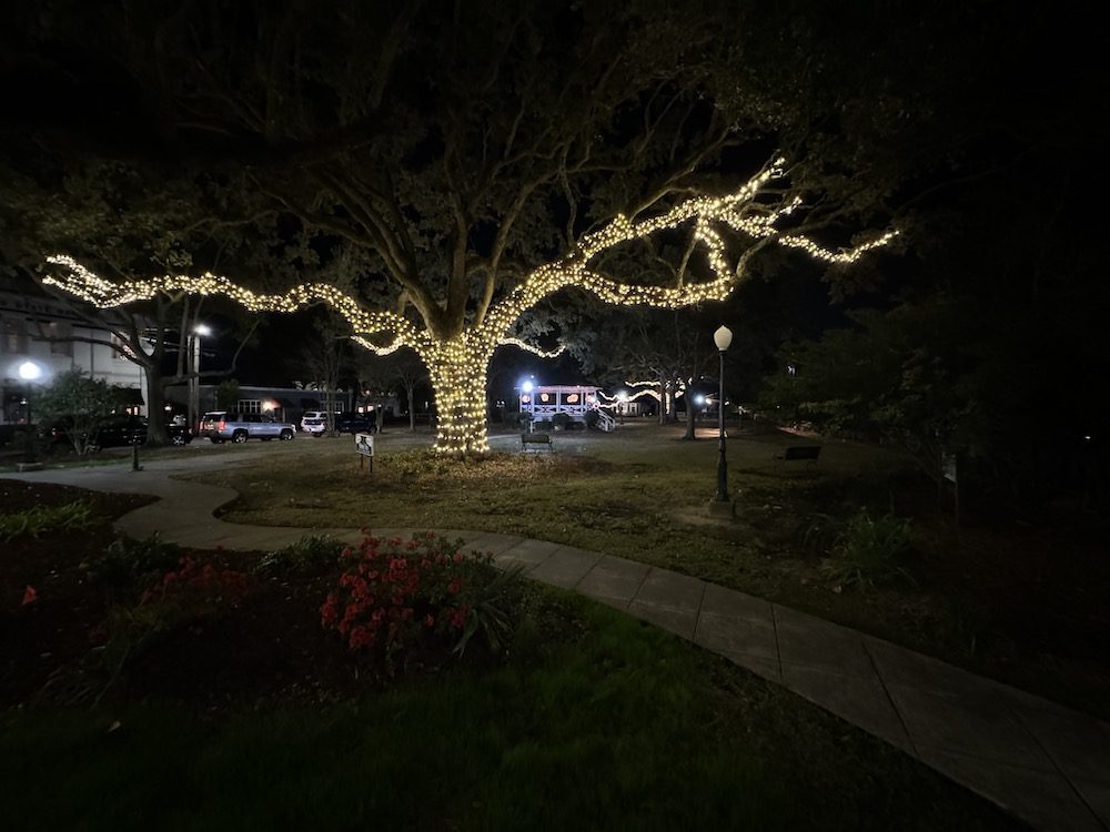 Very large old live oak in downtown Ocean Springs