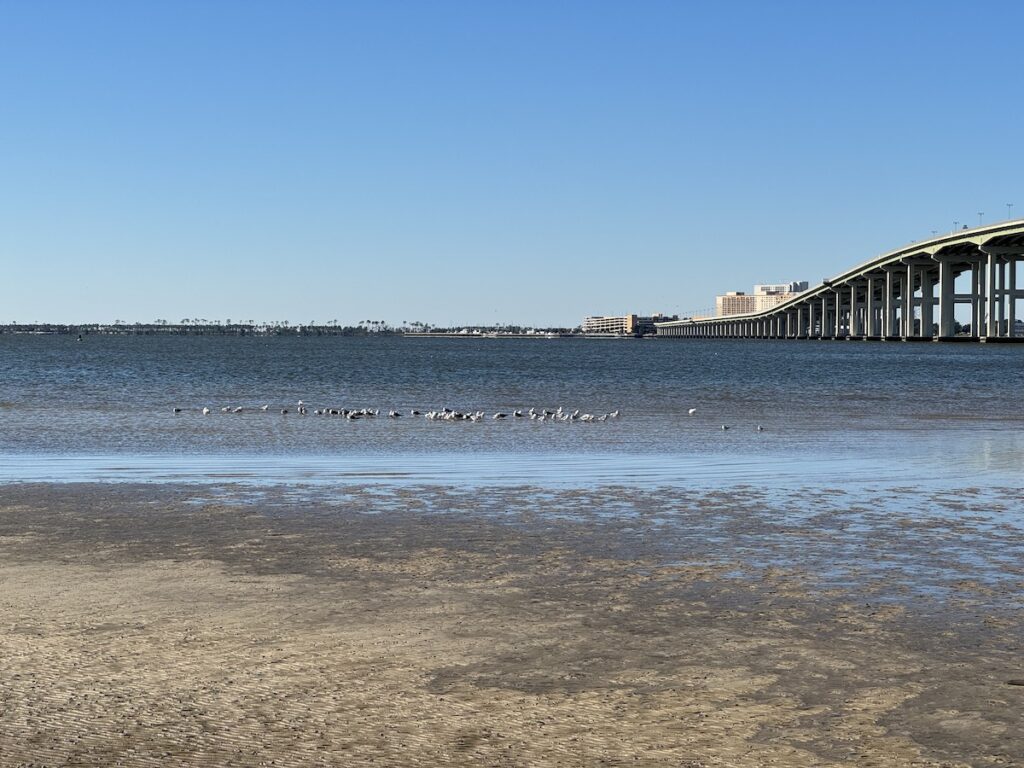 Least terns at low tide Ocean Springs Beach Biloxi bridge