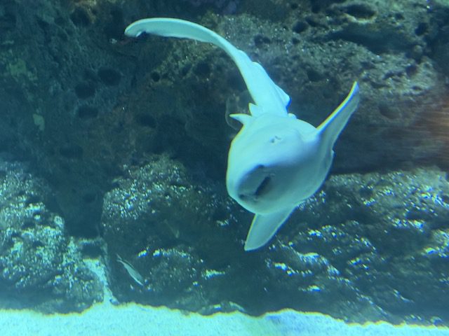 White shark at Mississippi Aquariu