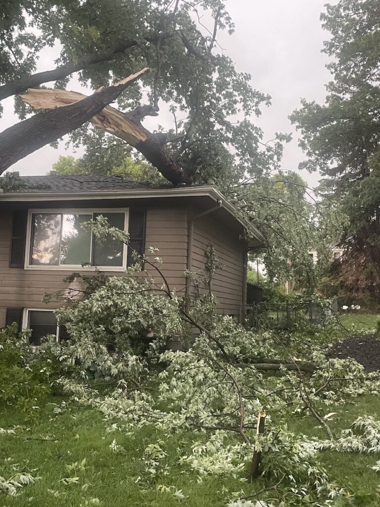 Healthy tree damaged house insurance paid