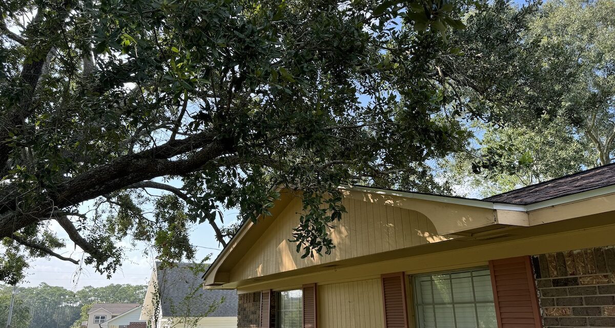 Trim your trees now or lose homeowners insurance coverage