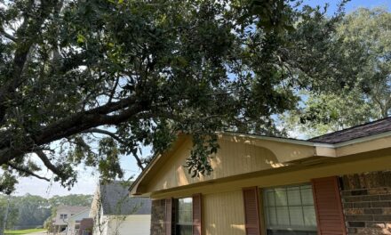 Trim your trees now or lose homeowners insurance coverage