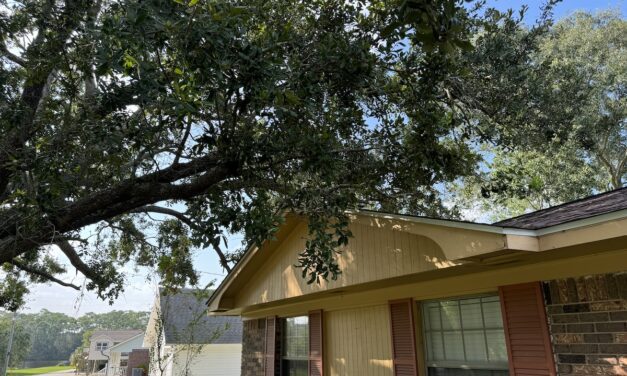 Trim your trees now or lose homeowners insurance coverage