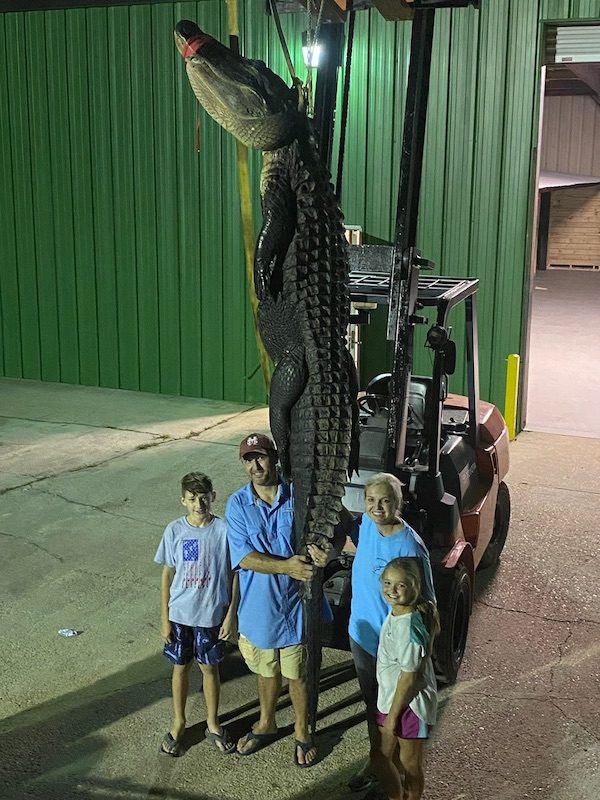 Alligator caught with a permit in Old Fort Bayou