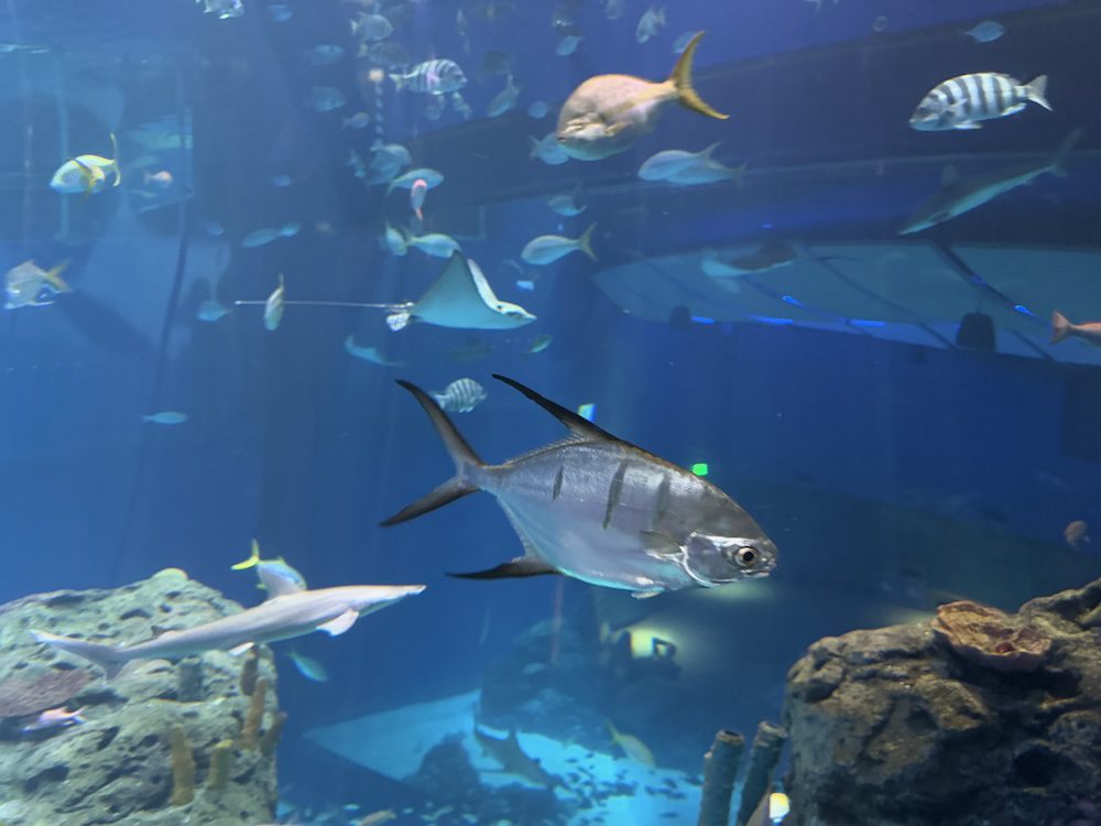 Fish exhibit at the Mississippi Aquarium in Gulfport Mississippi