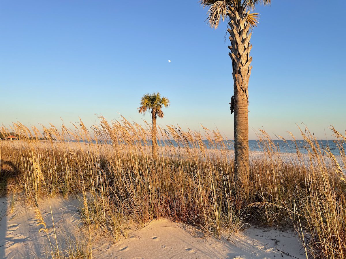 Golden sea oats growing across coastal sand dunes beside palm trees and the Gulf of Mexico on a Mississippi barrier island.